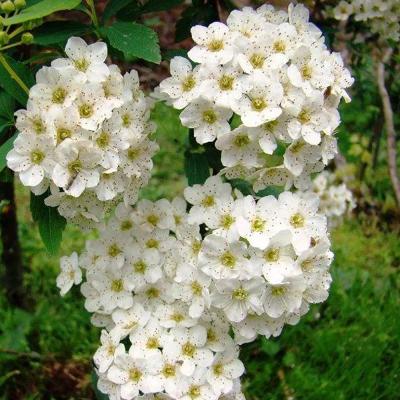 Спирея Сноу Вайт (Вангутта)