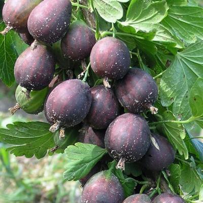 Крыжовник Сириус