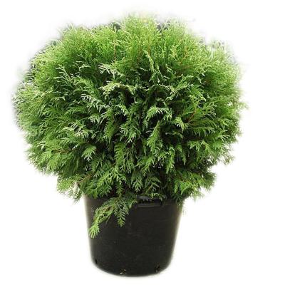 Туя западная Вудварди, С5