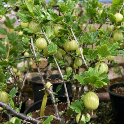 Крыжовник зеленый Родник (Костино, 14)