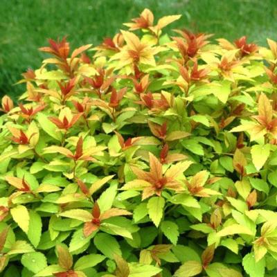 Спирея Грин энд Голд