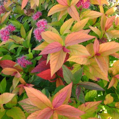 Спирея Макрофила