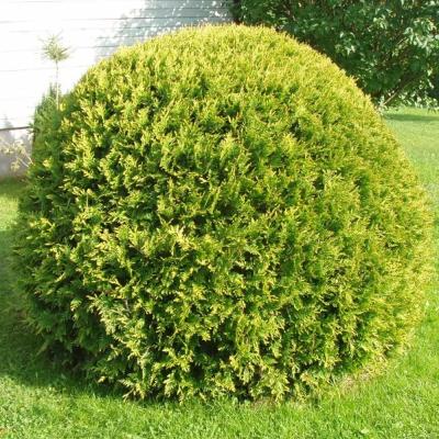 Туя западная Голден Глобе, 2 года