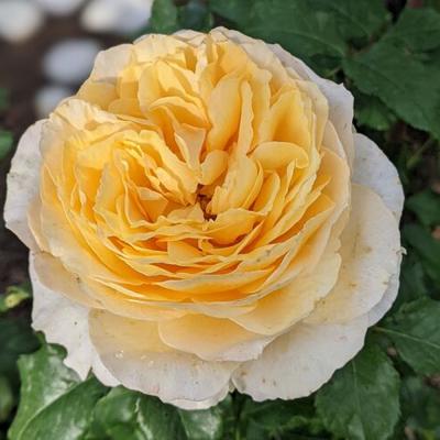 Роза Биатрис