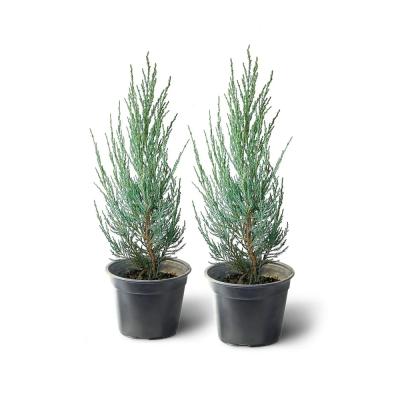 Можжевельник скальный Блю Эрроу, 2 года