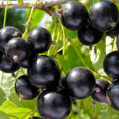 Смородина черная Забава