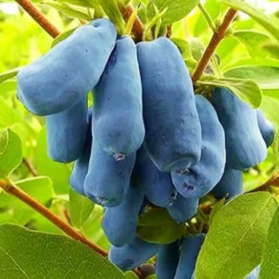 Жимолость Амфора