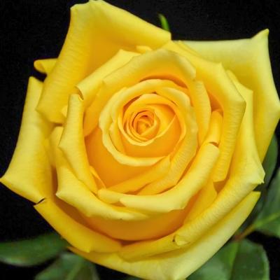 Роза Латина