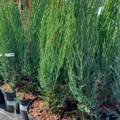 Можжевельник скальный Блю Эрроу, 2 года