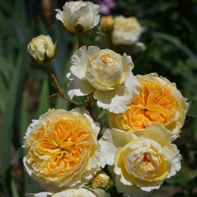 Роза Биатрис