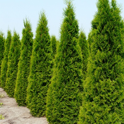 Туя западная Смарагд, С20 140-160см