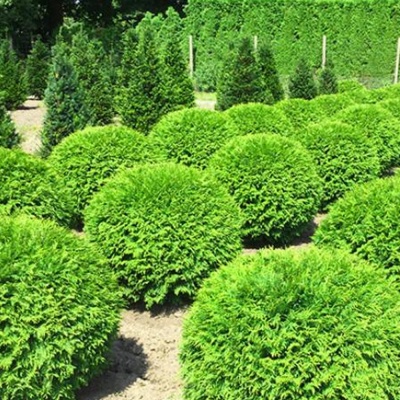 Туя западная Вудварди, С5