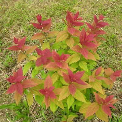 Спирея Макрофила