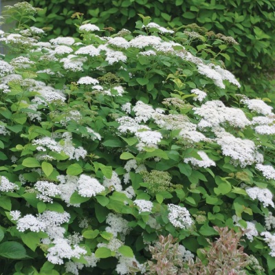 Спирея Сноу Вайт (Вангутта)