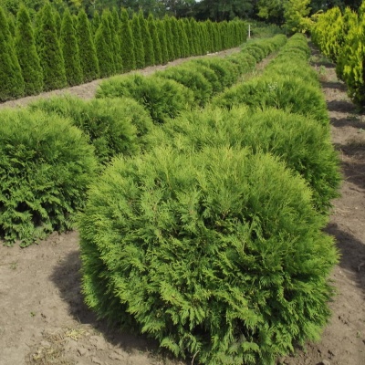 Туя западная Литл Чемпион, 2 года