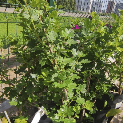 Крыжовник Сириус