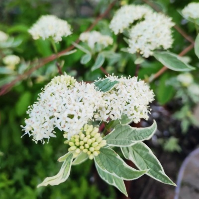 Дёрен пестролистный