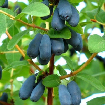 Жимолость Амфора