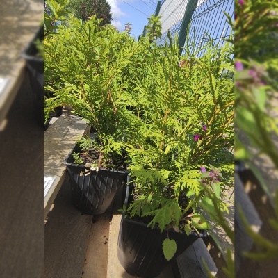 Туя западная Литл Чемпион, 2 года