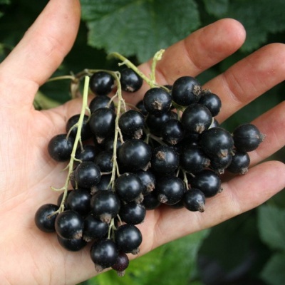 Смородина черная Селеченская-2