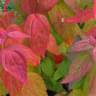 Спирея Макрофила