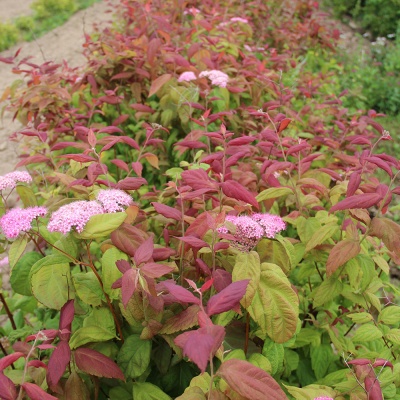 Спирея Макрофила