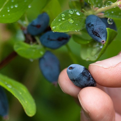 Жимолость Амфора