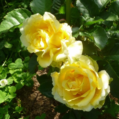 Роза Латина