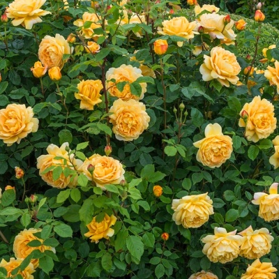 Роза Биатрис