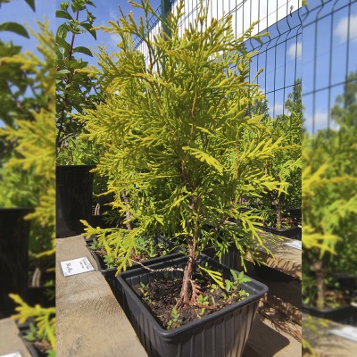 Туя западная Голден Глобе, 2 года