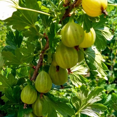 Крыжовник зеленый Родник (Костино, 14)