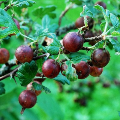 Крыжовник Сириус