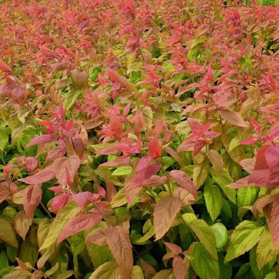 Спирея Макрофила