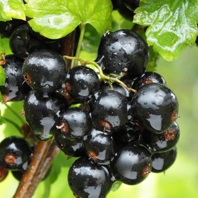 Смородина черная Забава